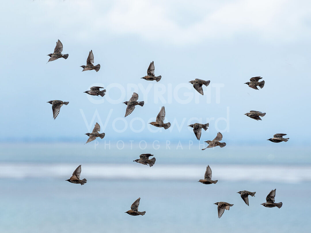 Starlings in Flight