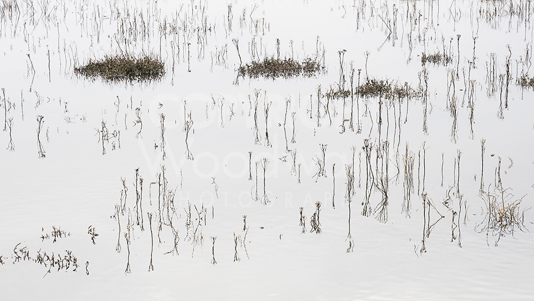 Flooded Salt Marsh